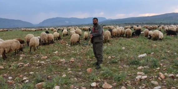 Şırnak’ta 1 Milyon Hayvanın Yayla Yolculuğu Başladı