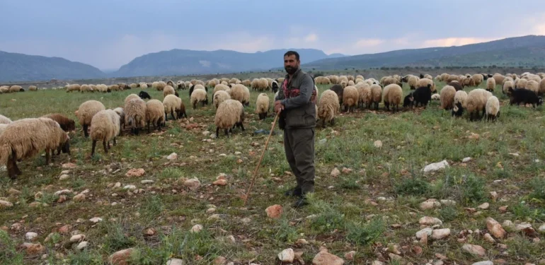 Şırnak’ta 1 Milyon Hayvanın Yayla Yolculuğu Başladı