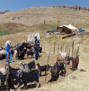 Göçer Koçer Yaylada Aşılama ve Küpeleme Çalışmaları Başladı