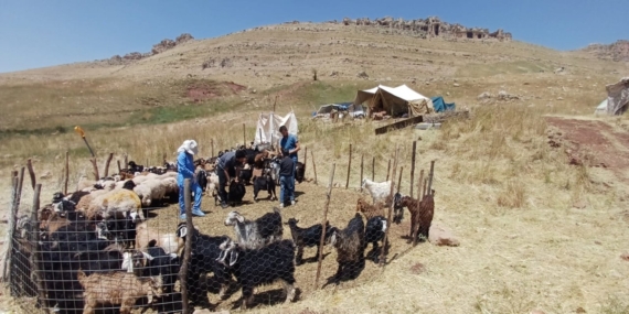 Yaylada Aşılama ve Küpeleme Çalışmaları Başladı