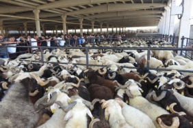 KURBAN BAYRAMI ÖNCESİ HAYVAN PAZARLARI HAREKETLENDİ