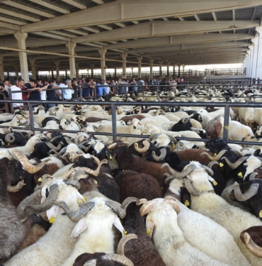 KURBAN BAYRAMI ÖNCESİ HAYVAN PAZARLARI HAREKETLENDİ