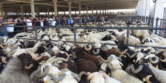 Bayram Hazırlıkları Devam Ediyor: Şeker Var, Et Var, Yolcu Yok!
