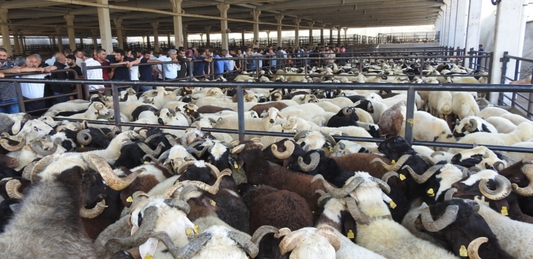 Bayram Hazırlıkları Devam Ediyor: Şeker Var, Et Var, Yolcu Yok!