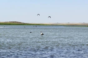 280 TÜRDEN FAZLA KUŞA EV SAHİPLİĞİ YAPAN DİYARBAKIR'DA UZUN YILLAR SONRA FLAMİNGO GÖRÜLDÜ