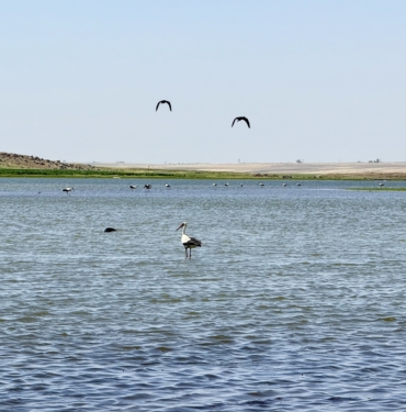 280 TÜRDEN FAZLA KUŞA EV SAHİPLİĞİ YAPAN DİYARBAKIR'DA UZUN YILLAR SONRA FLAMİNGO GÖRÜLDÜ