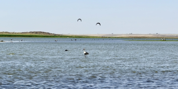 Diyarbakır’da Yıllar Sonra Bir İlk: Flamingolar Geri Döndü!
