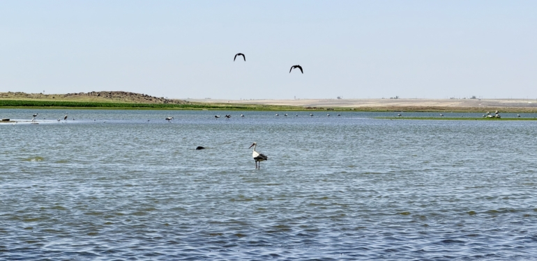 Diyarbakır’da Yıllar Sonra Bir İlk: Flamingolar Geri Döndü!