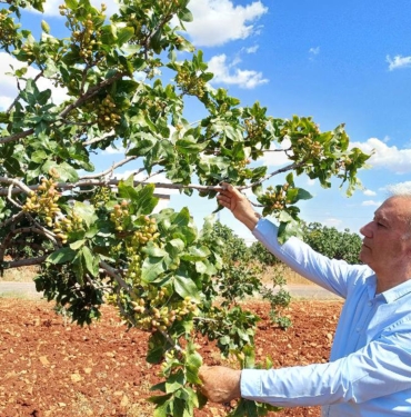 ANTEP FISTIĞI REKOLTESİNDE YÜZDE 50 DÜŞÜŞ BEKLENİYOR