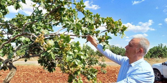 Antep Fıstığı Rekoltesinde Yüzde 50 Düşüş Bekleniyor