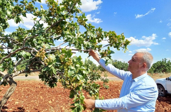 ANTEP FISTIĞI REKOLTESİNDE YÜZDE 50 DÜŞÜŞ BEKLENİYOR