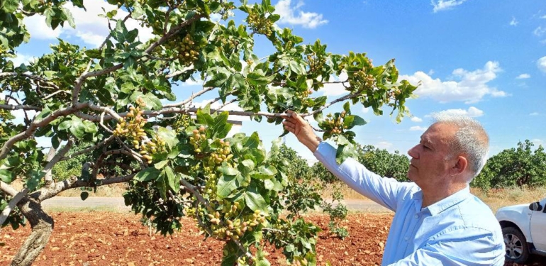 Antep Fıstığı Rekoltesinde Yüzde 50 Düşüş Bekleniyor