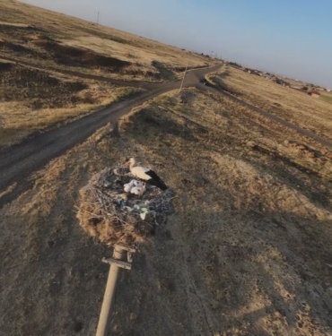 DİYARBAKIR'DA LEYLEKLER YUVALARINA DÖNDÜ