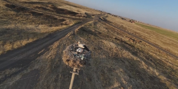 Leylekler Yuvalarına Döndü