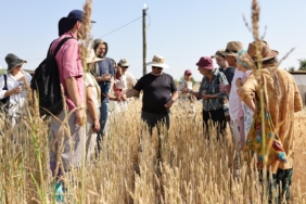 ŞANLIURFA'DA ULUSLARARASI BUĞDAY HASADI FESTİVALİ BAŞLADI