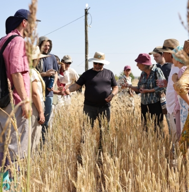 ŞANLIURFA'DA ULUSLARARASI BUĞDAY HASADI FESTİVALİ BAŞLADI