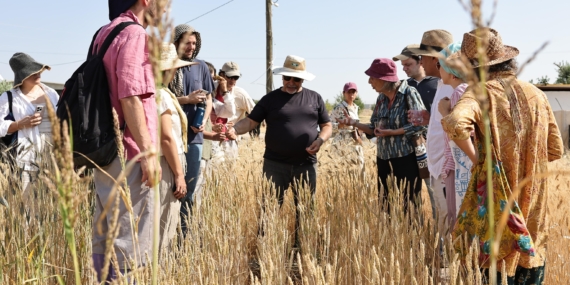 Uluslararası Buğday Hasadı Festivali Başladı