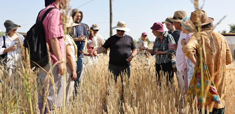 Uluslararası Buğday Hasadı Festivali Başladı