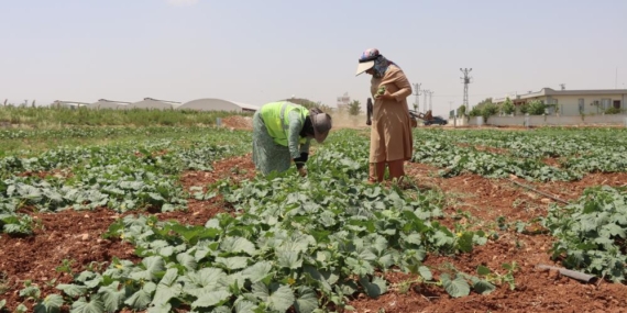 Ata Tohumu Hasadı Gerçekleştirildi