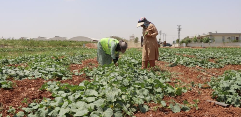 Ata Tohumu Hasadı Gerçekleştirildi