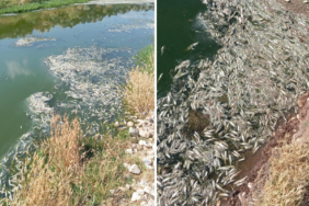 Balık Ölümleriyle İlgili İnceleme