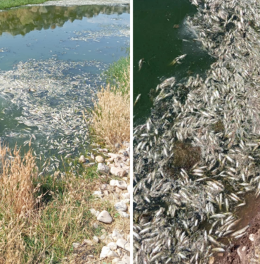 Balık Ölümleriyle İlgili İnceleme