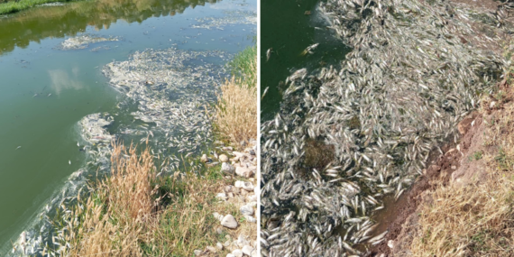 Balık Ölümleriyle İlgili İnceleme