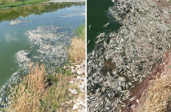 Balık Ölümleriyle İlgili İnceleme