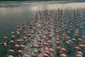 dogunun-sakli-cenneti-zarif-misafirlerini-agirliyor1