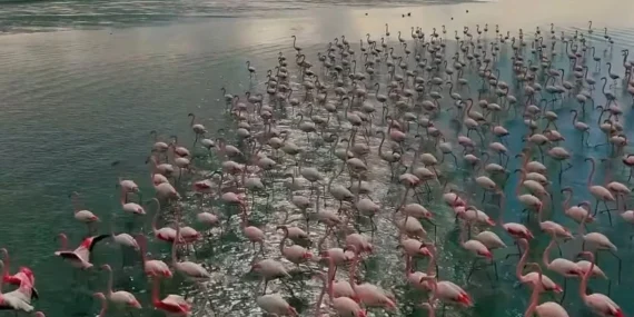 Doğunun Saklı Cenneti, Zarif Misafirlerini Ağırlıyor