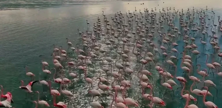 Doğunun Saklı Cenneti, Zarif Misafirlerini Ağırlıyor