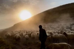 surulerin-geleneksel-tozlu-yolculugu-basladi1