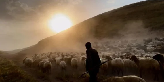 Sürülerin Geleneksel “Tozlu Yolculuğu” Başladı