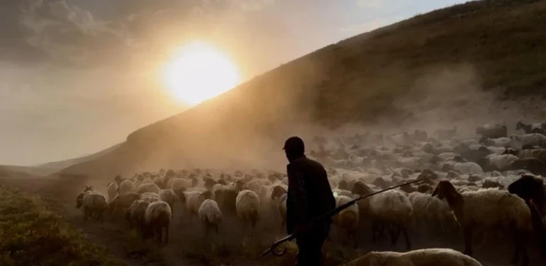 Sürülerin Geleneksel “Tozlu Yolculuğu” Başladı