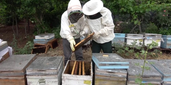 Arı Sütü İneklerde Kısırlığı Tedavi Etti, Şimdi Sıra İnsanlarda