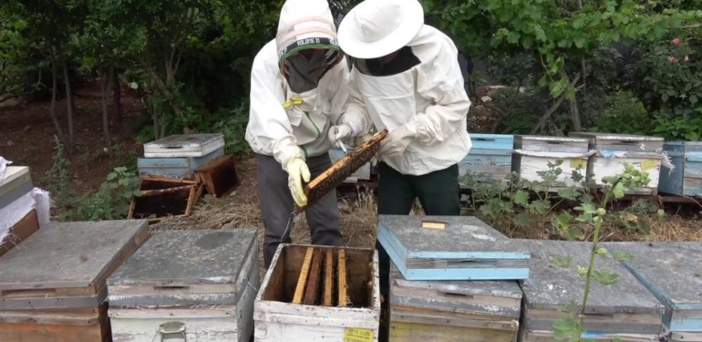 Arı Sütü İneklerde Kısırlığı Tedavi Etti, Şimdi Sıra İnsanlarda