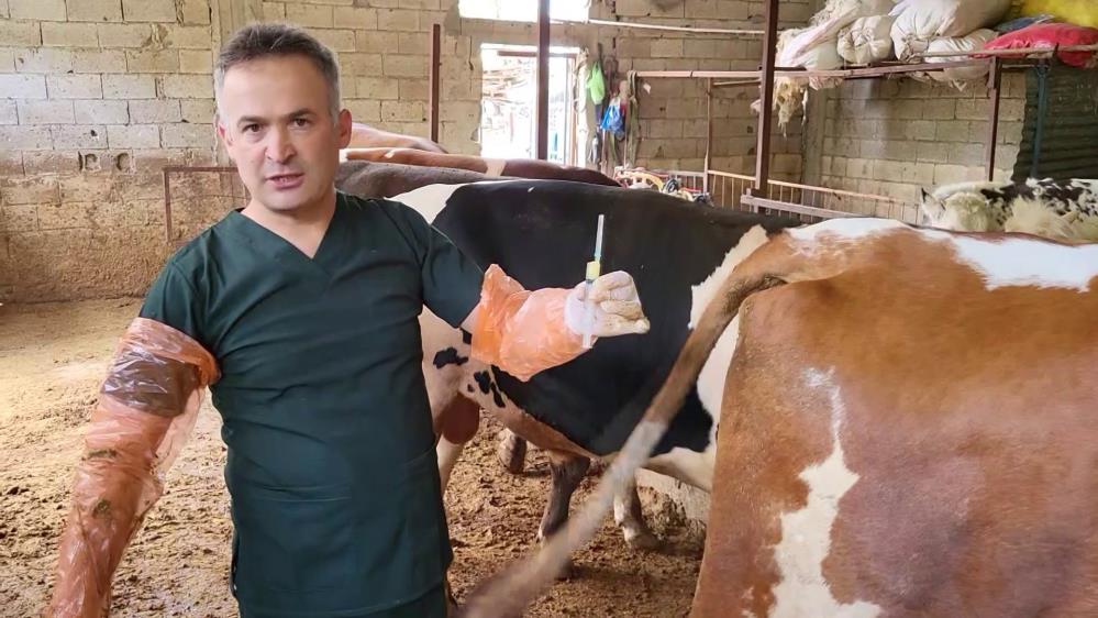 Arı Sütü İneklerde Kısırlığı Tedavi Etti, Şimdi Sıra İnsanlarda 2 Arı Sütü İneklerde Kısırlığı Tedavi Etti, Şimdi Sıra İnsanlarda