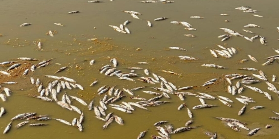 Su Seviyesi Düşen Gölette Oksijensiz Kalan Yüzlerce Balık Öldü