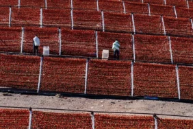 bir-yaz-geleneginden-renkli-goruntuler1