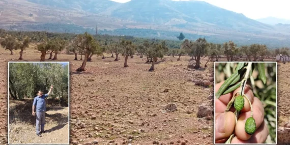 Zeytin Cennetinde Kuraklık İsyanı: Coğrafi Tescilli Ürün Tarih Olabilir