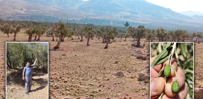 Zeytin Cennetinde Kuraklık İsyanı: Coğrafi Tescilli Ürün Tarih Olabilir