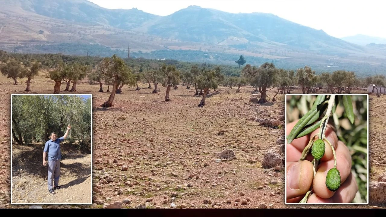 Zeytin Cennetinde Kuraklık İsyanı: Coğrafi Tescilli Ürün Tarih Olabilir