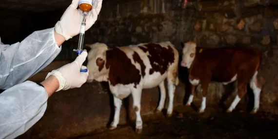 Bölgede Hayvanların Yüzde 30’u Şap Hastalığına Yakalandı