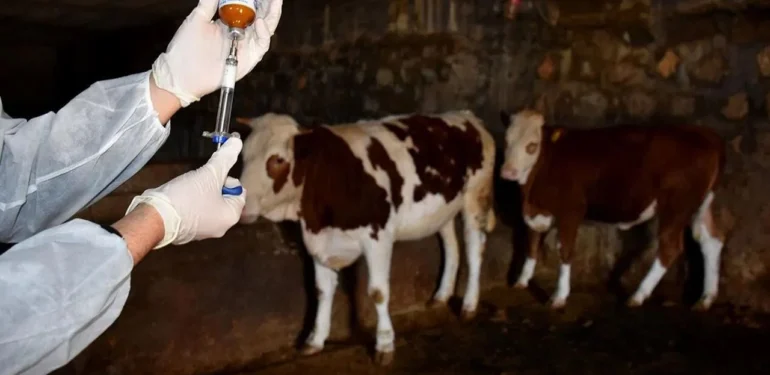 Bölgede Hayvanların Yüzde 30’u Şap Hastalığına Yakalandı