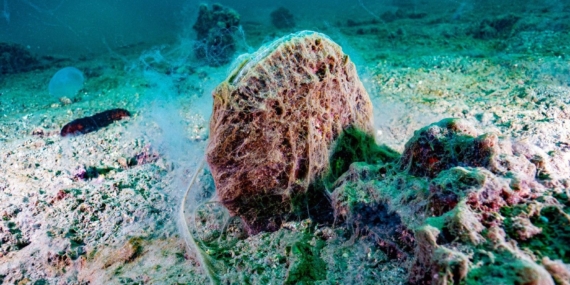 Marmara Denizi için mücadele ve umudun adı: “Pina”