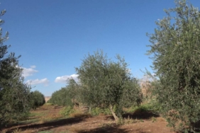 Şırnak'ta Don Zeytin Rekoltesini Sildi: “Tam Anlamıyla Sıfır Verim”