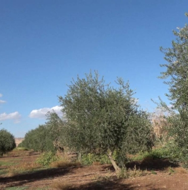 Şırnak'ta Don Zeytin Rekoltesini Sildi: “Tam Anlamıyla Sıfır Verim”