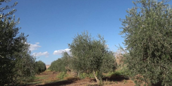 Şırnak’ta Don Zeytin Rekoltesini Sildi: “Tam Anlamıyla Sıfır Verim”