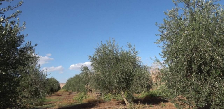 Şırnak’ta Don Zeytin Rekoltesini Sildi: “Tam Anlamıyla Sıfır Verim”