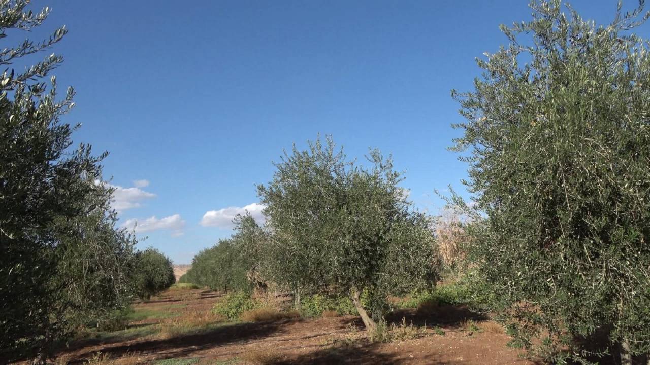 Şırnak'ta Don Zeytin Rekoltesini Sildi: “Tam Anlamıyla Sıfır Verim”